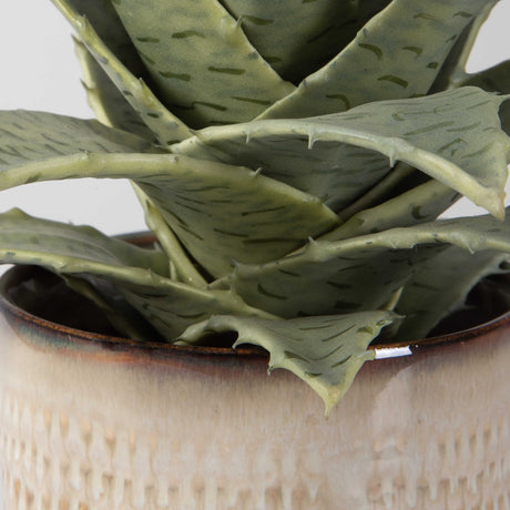 spike succulents Spiked Succulents Set of 2 – Western Passion