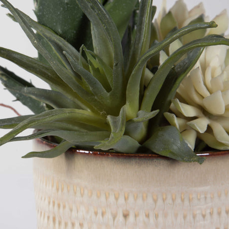 spike succulents Spiked Succulents Set of 2 – Western Passion