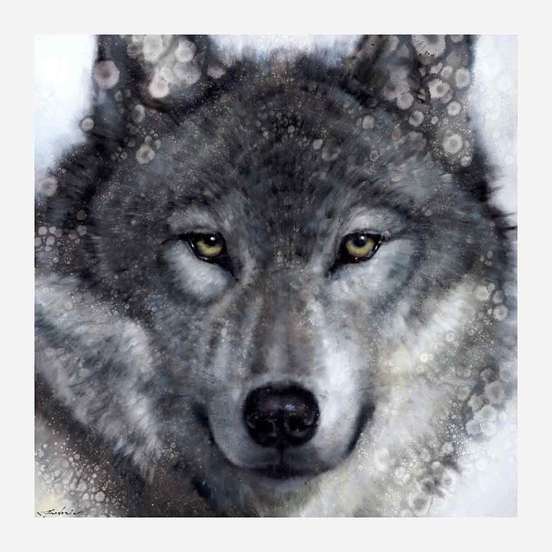 Close-up of a wolf's face with a snowy background