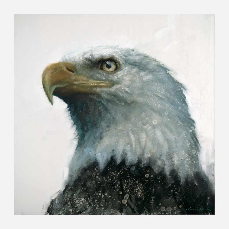 Close-up of a bald eagle with a neutral background