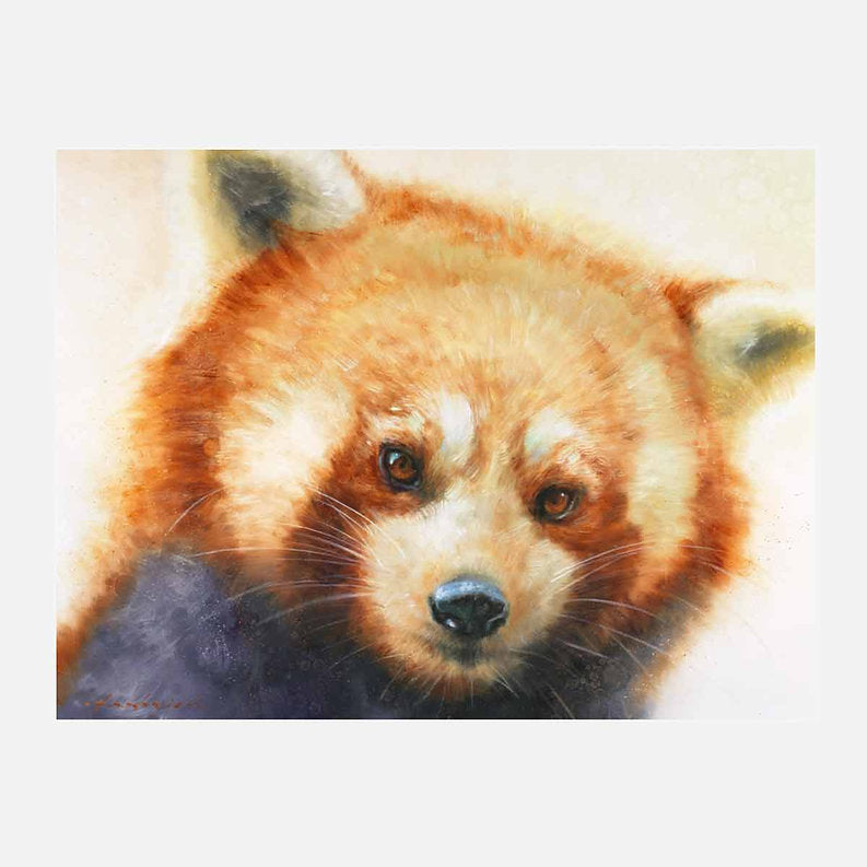 Close-up of a red bear with a soft focus background
