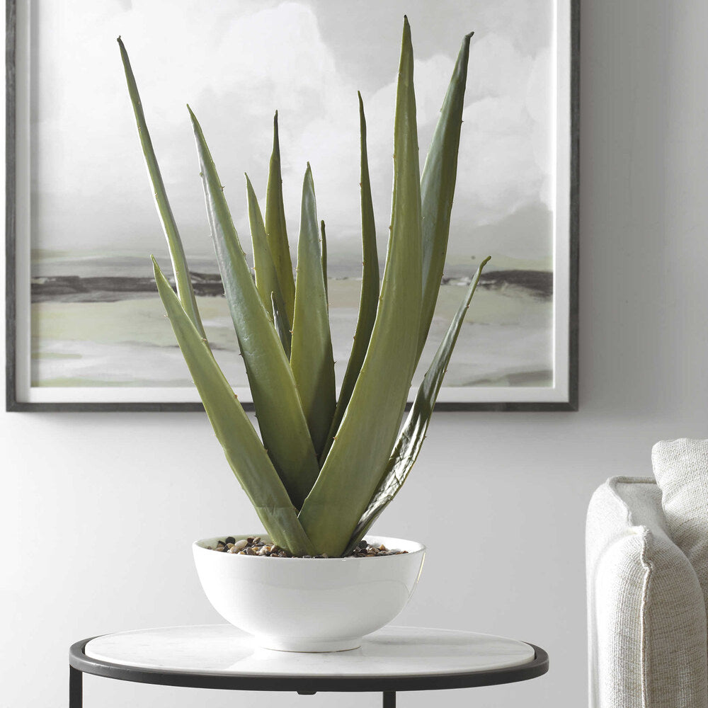 buy mature aloe vera plant Evarado Aloe Planter