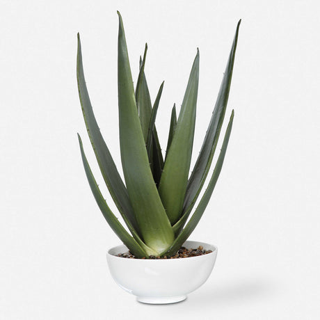 agave sisalana Agave Sisalana